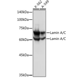 Western Blot - Anti-Lamin A Antibody (A91083) - Antibodies.com
