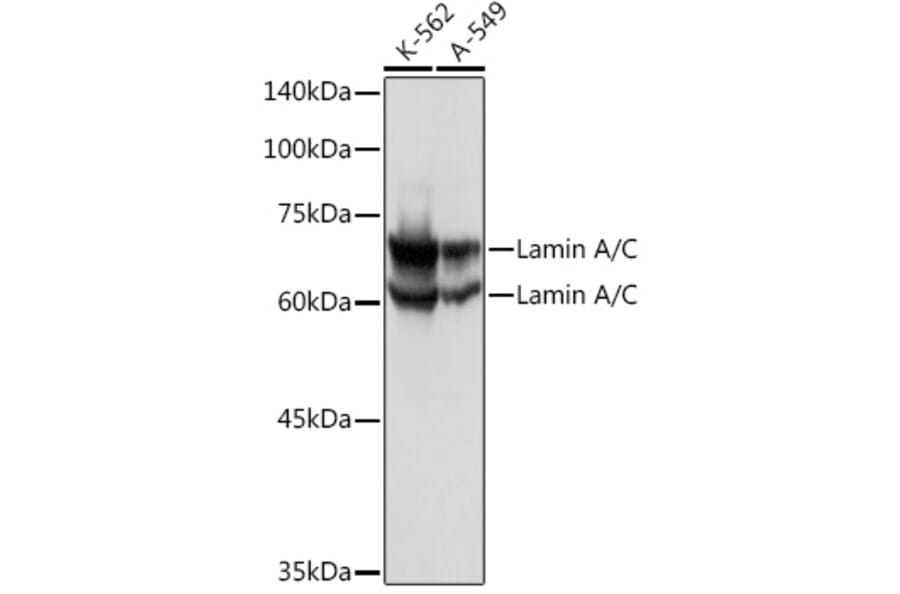 Western Blot - Anti-Lamin A Antibody (A91083) - Antibodies.com