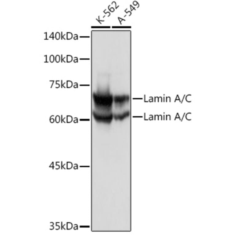Western Blot - Anti-Lamin A Antibody (A91083) - Antibodies.com