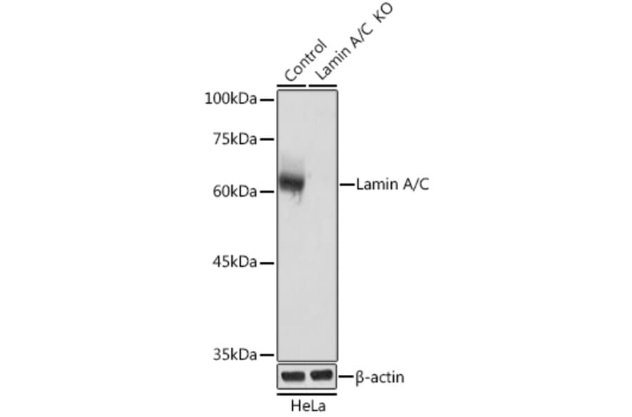 Western Blot - Anti-Lamin A Antibody (A91083) - Antibodies.com