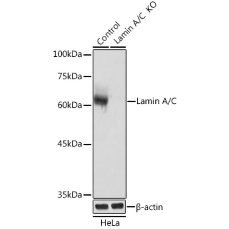 Western Blot - Anti-Lamin A Antibody (A91083) - Antibodies.com