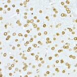 Immunohistochemistry - Anti-Lamin A Antibody (A91083) - Antibodies.com