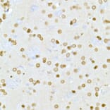 Immunohistochemistry - Anti-Lamin A Antibody (A91083) - Antibodies.com