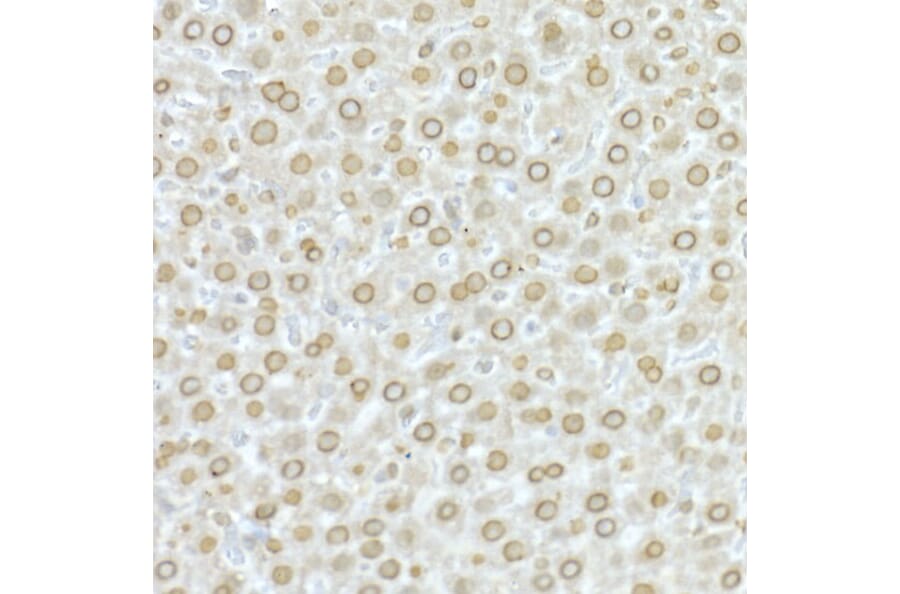 Immunohistochemistry - Anti-Lamin A Antibody (A91083) - Antibodies.com