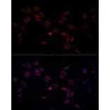 Immunofluorescence - Anti-Lamin A Antibody (A91083) - Antibodies.com