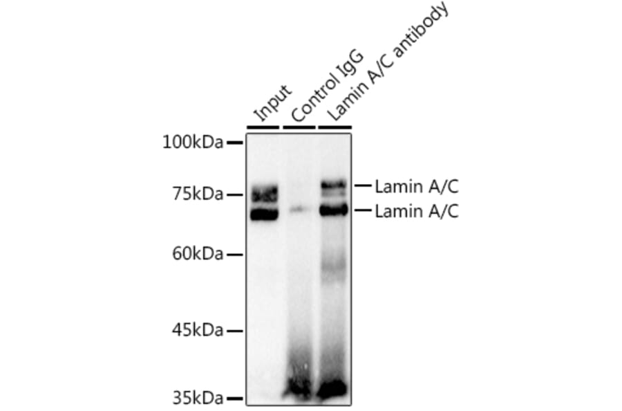 Western Blot - Anti-Lamin A Antibody (A91083) - Antibodies.com