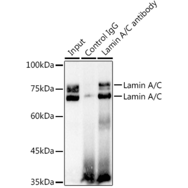Western Blot - Anti-Lamin A Antibody (A91083) - Antibodies.com
