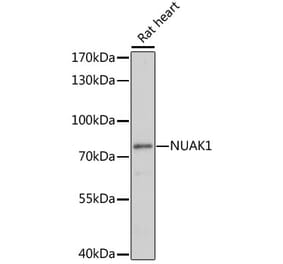 Western Blot - Anti-ARK5 Antibody (A91084) - Antibodies.com