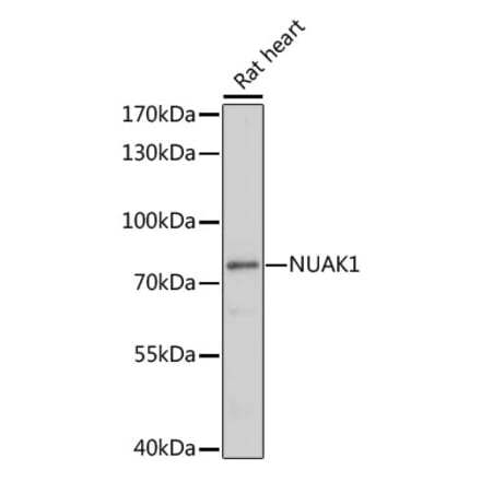 Western Blot - Anti-ARK5 Antibody (A91084) - Antibodies.com