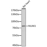 Western Blot - Anti-ARK5 Antibody (A91084) - Antibodies.com