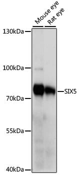Western blot analysis of extracts of various cell lines, using Anti-SIX5 Antibody (A15960) at 1000 dilution.
Secondary antibody: Goat Anti-Rabbit IgG (H+L) (HRP) (AS014) at 1:10,000 dilution.
Lysates / proteins: 25µg per lane.
Blocking buffer: 3% non-fat dry milk in TBST.
Detection: ECL Basic Kit (RM00020).
Exposure time: 1s.