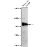 Western Blot - Anti-SIX5 Antibody (A91087) - Antibodies.com