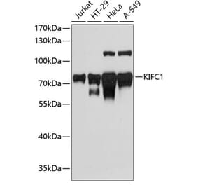 Western Blot - Anti-KIFC1 Antibody (A91089) - Antibodies.com