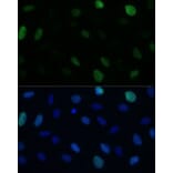 Immunofluorescence - Anti-KIFC1 Antibody (A91089) - Antibodies.com