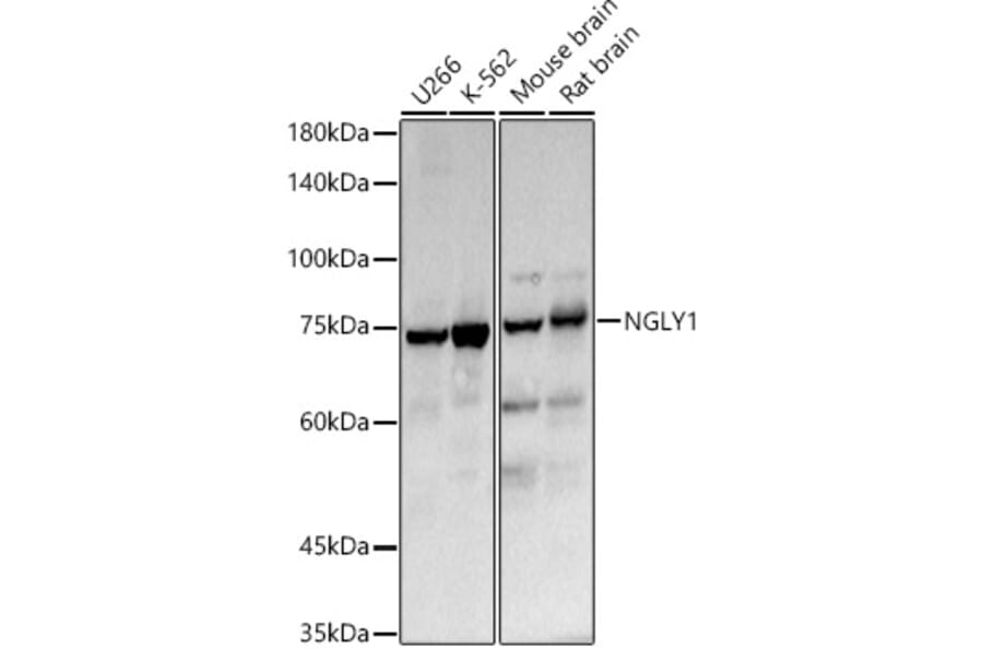 Western Blot - Anti-PNGase Antibody (A91092) - Antibodies.com
