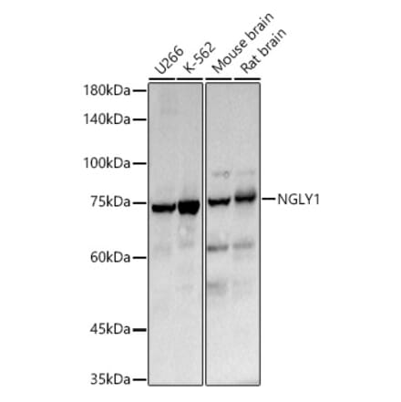 Western Blot - Anti-PNGase Antibody (A91092) - Antibodies.com