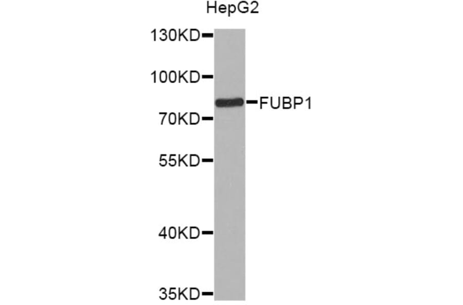Western Blot - Anti-FUBP1 Antibody (A12543) - Antibodies.com