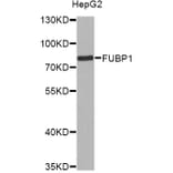 Western Blot - Anti-FUBP1 Antibody (A12543) - Antibodies.com