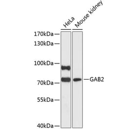 Western Blot - Anti-GAB2 Antibody (A91097) - Antibodies.com