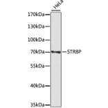 Western Blot - Anti-STRBP Antibody (A91098) - Antibodies.com