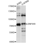 Western Blot - Anti-ZNF699 Antibody (A14466) - Antibodies.com