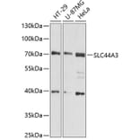 Western Blot - Anti-SLC44A3 Antibody (A91103) - Antibodies.com