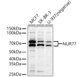 Western Blot - Anti-NUR77 Antibody (A91105) - Antibodies.com