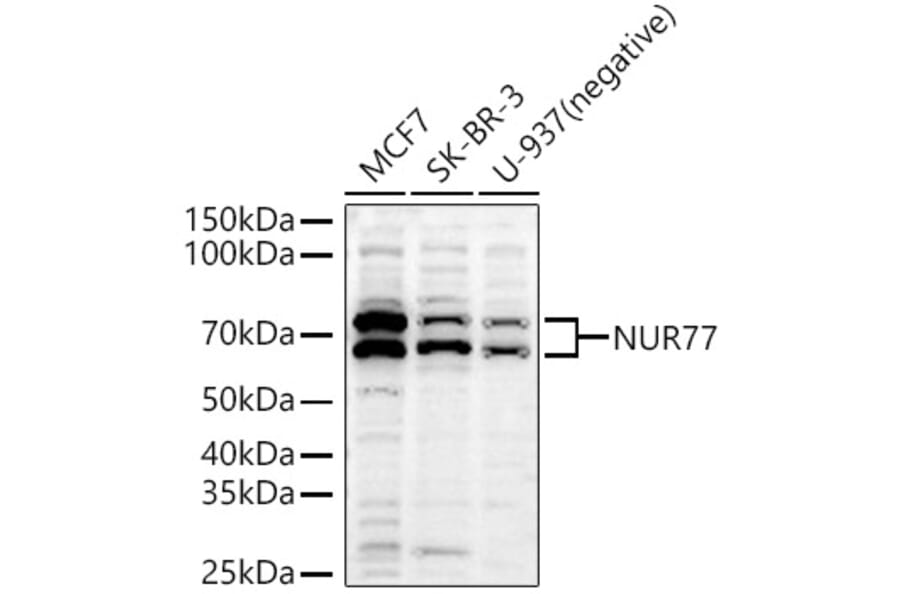 Western Blot - Anti-NUR77 Antibody (A91105) - Antibodies.com