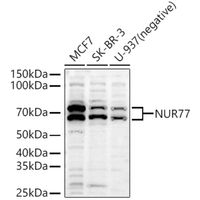 Western Blot - Anti-NUR77 Antibody (A91105) - Antibodies.com