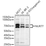 Western Blot - Anti-NUR77 Antibody (A91105) - Antibodies.com