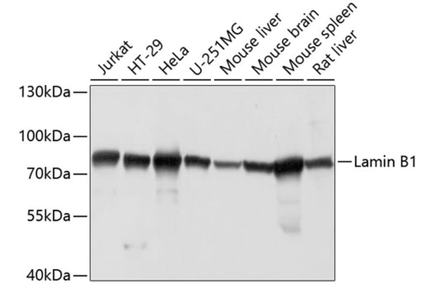 Western Blot - Anti-Lamin B1 Antibody (A91106) - Antibodies.com