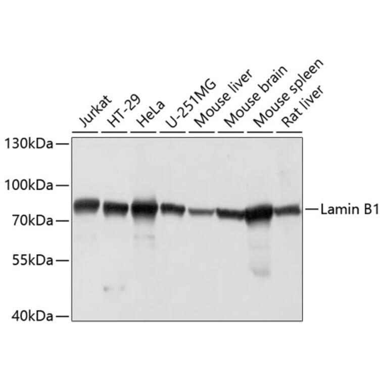 Western Blot - Anti-Lamin B1 Antibody (A91106) - Antibodies.com