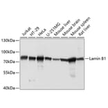 Western Blot - Anti-Lamin B1 Antibody (A91106) - Antibodies.com
