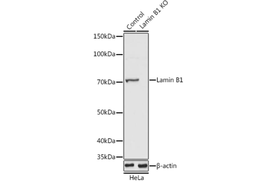 Western Blot - Anti-Lamin B1 Antibody (A91106) - Antibodies.com