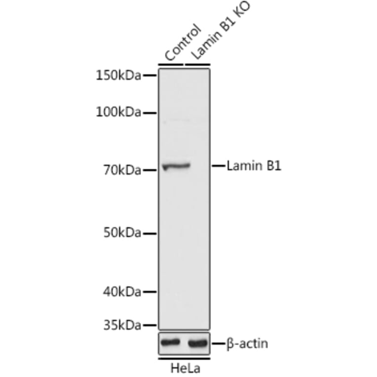 Western Blot - Anti-Lamin B1 Antibody (A91106) - Antibodies.com