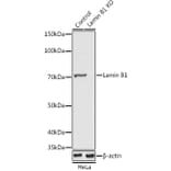 Western Blot - Anti-Lamin B1 Antibody (A91106) - Antibodies.com