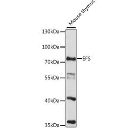 Western Blot - Anti-EFS Antibody (A91107) - Antibodies.com