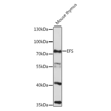 Western Blot - Anti-EFS Antibody (A91107) - Antibodies.com