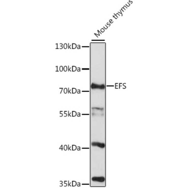 Western Blot - Anti-EFS Antibody (A91107) - Antibodies.com