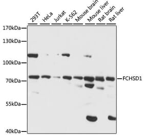 Western Blot - Anti-FCHSD1 Antibody (A91108) - Antibodies.com