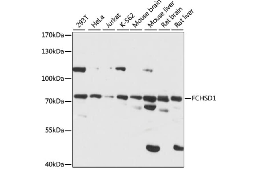 Western Blot - Anti-FCHSD1 Antibody (A91108) - Antibodies.com