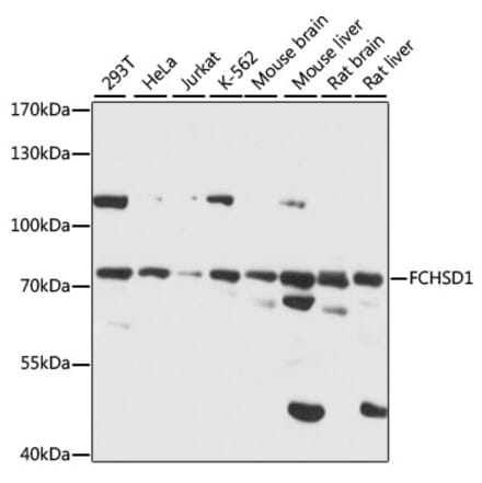 Western Blot - Anti-FCHSD1 Antibody (A91108) - Antibodies.com