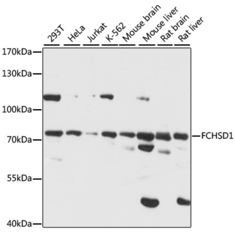 Western Blot - Anti-FCHSD1 Antibody (A91108) - Antibodies.com