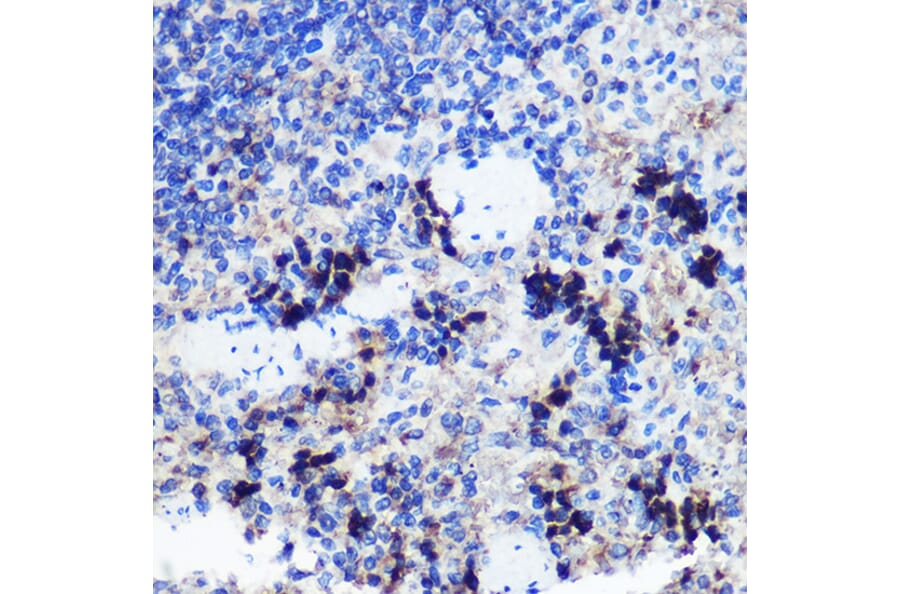 Immunohistochemistry - Anti-FCHSD1 Antibody (A91108) - Antibodies.com