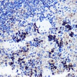 Immunohistochemistry - Anti-FCHSD1 Antibody (A91108) - Antibodies.com
