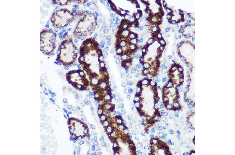 Immunohistochemistry - Anti-FCHSD1 Antibody (A91108) - Antibodies.com