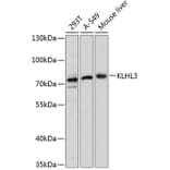 Western Blot - Anti-KLHL3 Antibody (A91109) - Antibodies.com