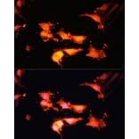 Immunofluorescence - Anti-FLCN Antibody (A91110) - Antibodies.com