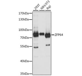 Western Blot - Anti-ZFP64 Antibody (A91112) - Antibodies.com
