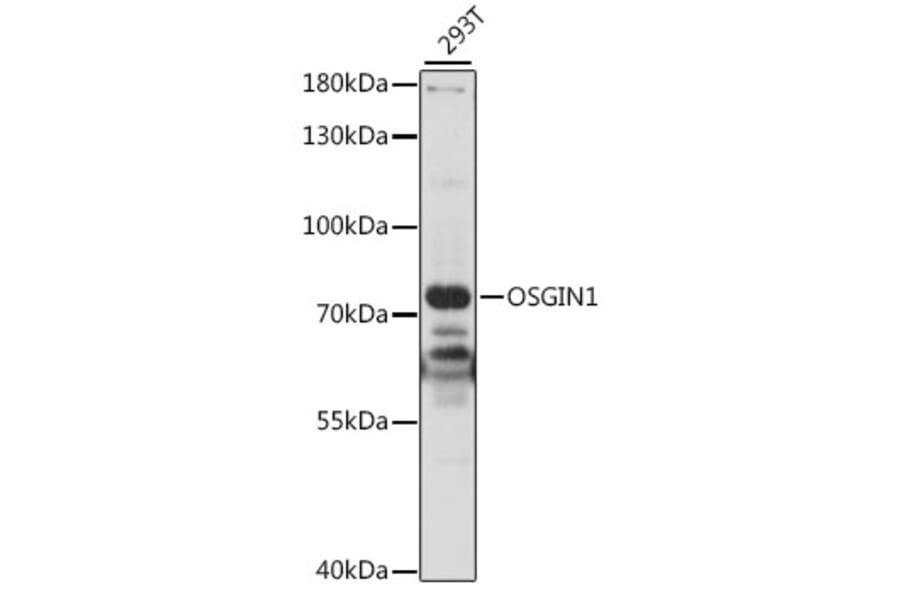 Western Blot - Anti-OSGIN1 Antibody (A91115) - Antibodies.com